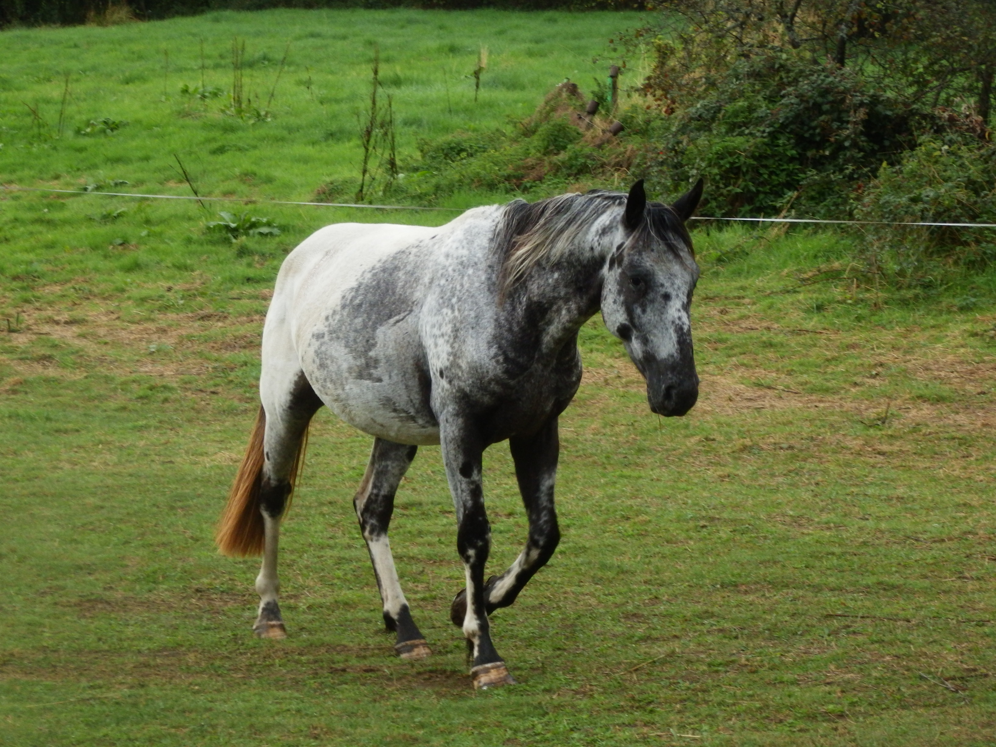 Calypso d'Ambur