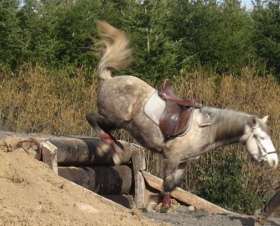 Question : Le cavalier à t'il chuté ?