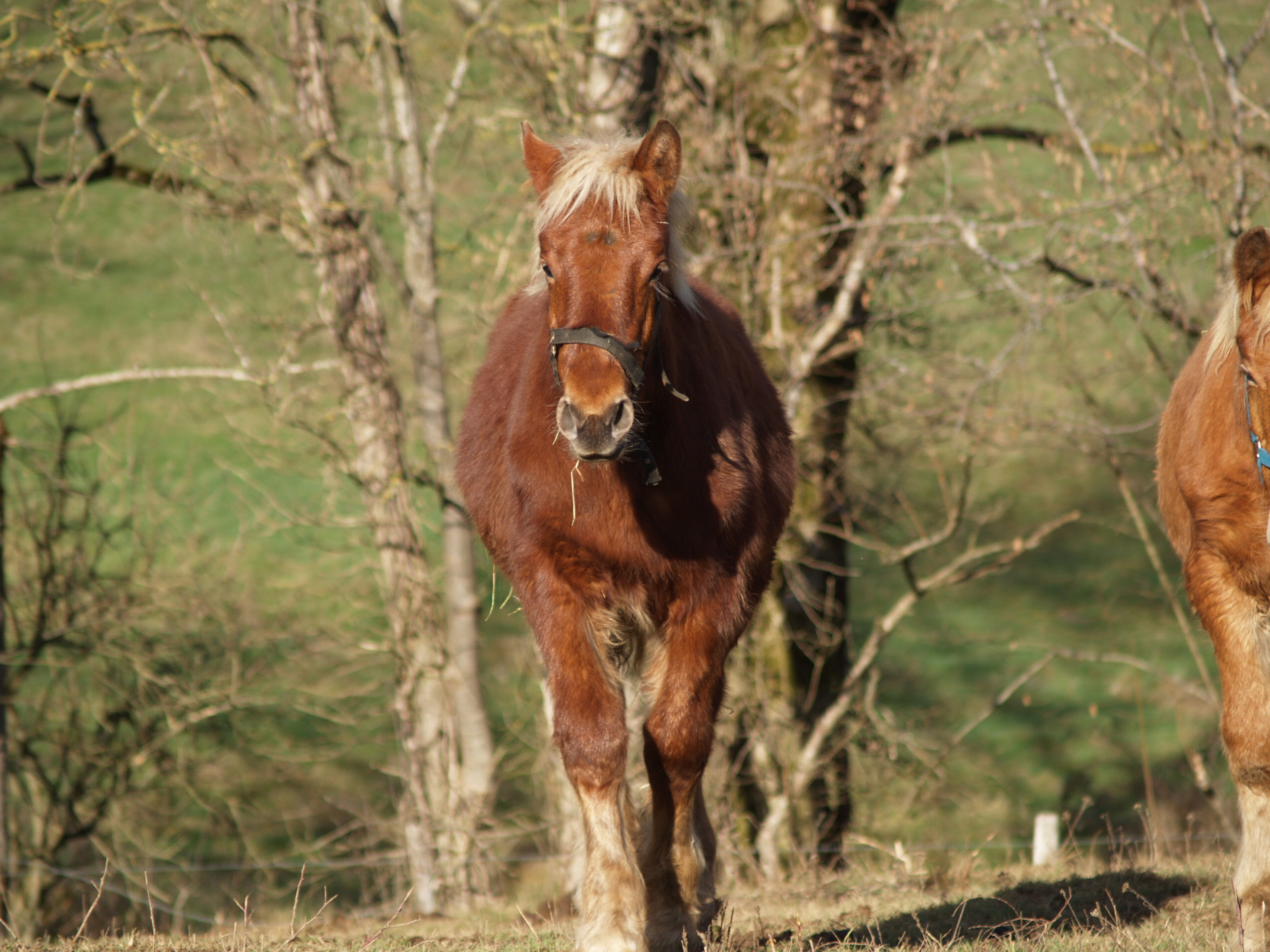 Irondelle d'Ambur