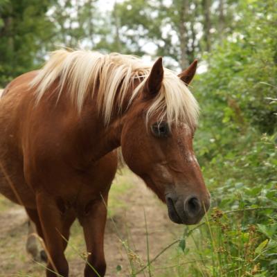 Poneys