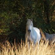 Nacre de Layalle