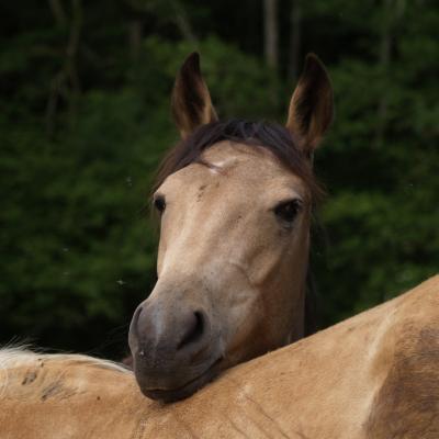 Les chevaux du club