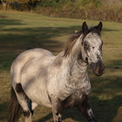Calypso
